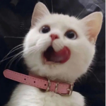 stufful