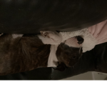 Kitty Ella squad