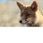 ClubFox