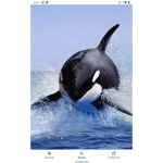 •orca fan clúb•