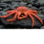 Crustacean Clothings