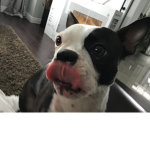 Boston terrier #####