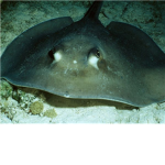 Stingrays