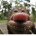 inevitably monke