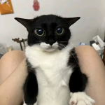 møckery