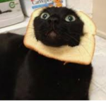 Bread_Cat