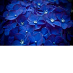 Blue flower hangout