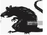 Rats2