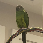 Praise The Pigeon