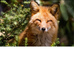 Foxe team