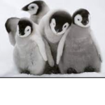 Penguin_Penguin_Penguin