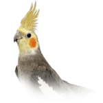 Cockatiel clothing