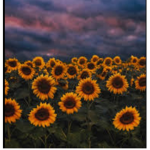Sunflowers life!!!!!
