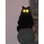 /SHADOWY PAWS/