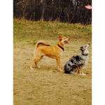 Doge Club ORIGINAL GROUP