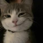 Catnip UGC