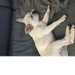 Do u have a cute dog