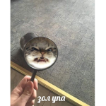 Cats Cat lovez