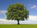 The tree opps