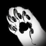 'Whisker's Paw ୨୧