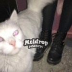 Meldrop