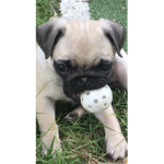 WINNIE DA GREATEST PUG!