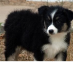 Ronaldo my dogs name