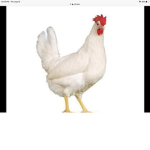 Chicken Group i’m giving away free roebucks