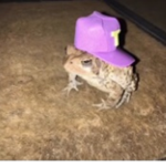 swaggy froggies