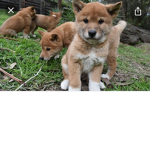 Baby dingo squad