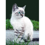 ***Ice-Clan***