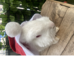 Cute couki Gaming