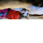Cat squad tom