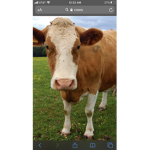 Cow’s