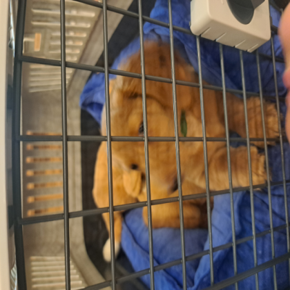 Cute doggo Roblox decal