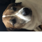 THE MEN IN DOGE