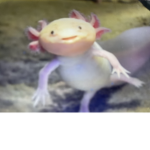 Axolotl Folks