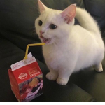 I LOVE CATS <3 DTA
