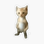 gato mike watermelon