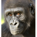 The Gorilla Team