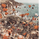 • ᴘᴇᴀᴄʜʏ ᴄʟᴏᴛʜɪɴɢ •