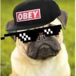 Lil pugs