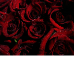 Crimson Clothing Store