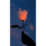 Avocado_sunset