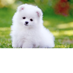 Puppies are nice