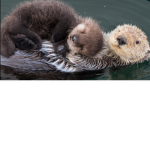 otter are cute