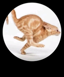 POPCAT_GROUP