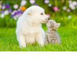 Emily's pup kitten crew