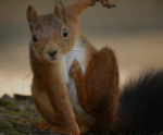 SUPPORT SQURRELS