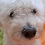 Cookie Dog Games Group Thumbnail